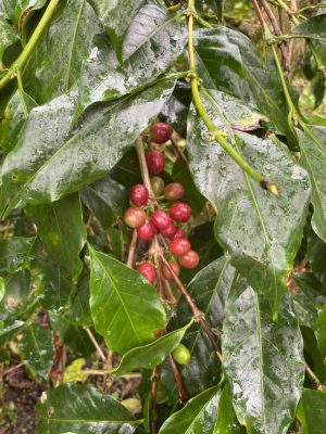 Coffee Cherry Aceh Gayo 1