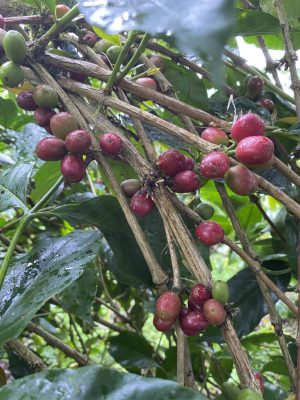 Coffee Cherry Aceh Gayo 2