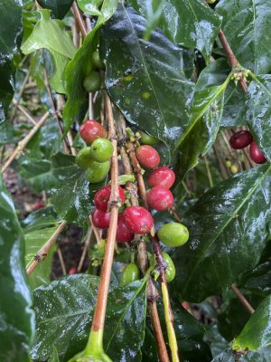 Coffee Cherry Aceh Gayo 3